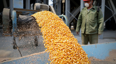 China intensifica estrategias para reducir la dependencia del Maíz importado
