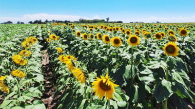 Estrategias integrales para el manejo del girasol y la reducción del impacto aviario