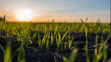 Fertilizantes en alza: 2025 se perfila para ingresar al podio de los años de mayor consumo histórico