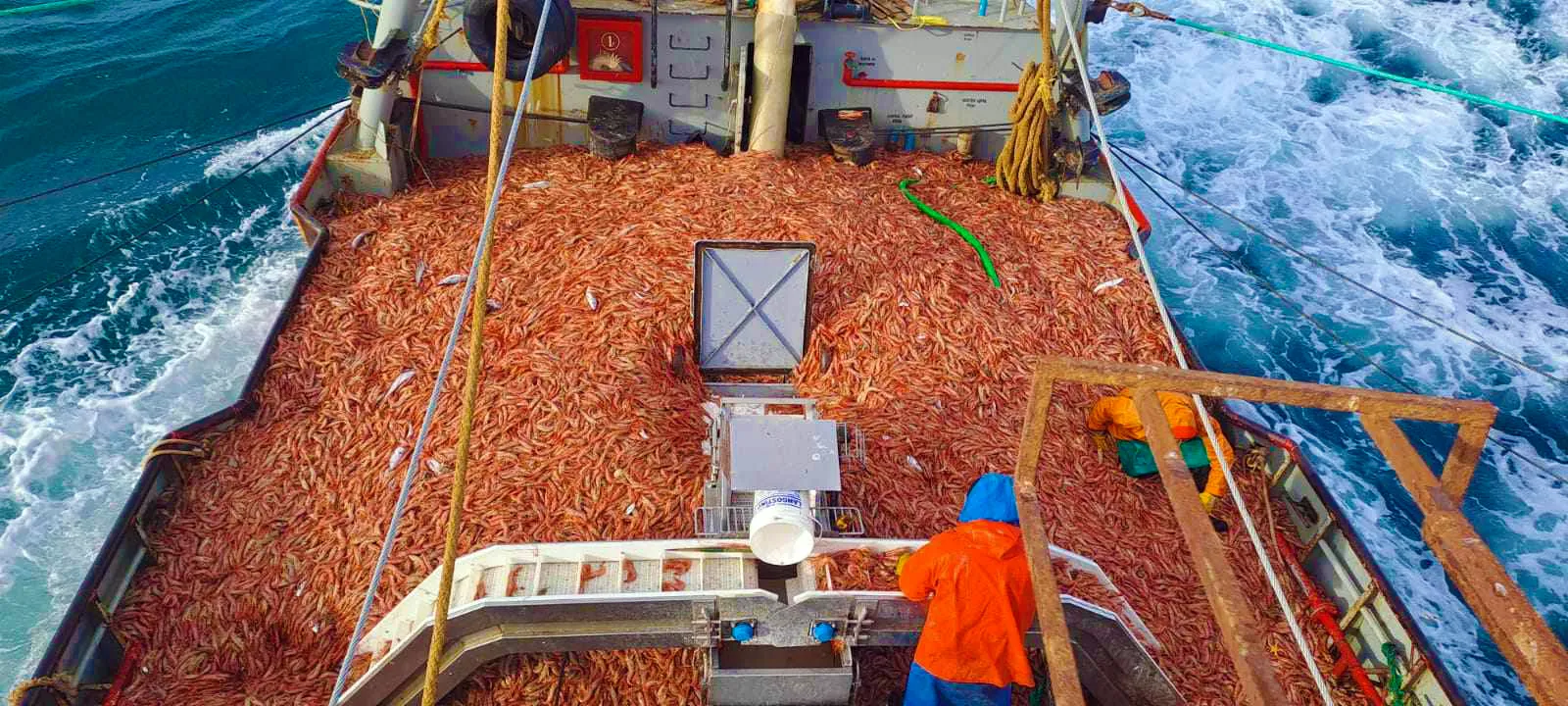 Zafra de langostino en Rawson: entre la inestabilidad biológica y la saturación logística