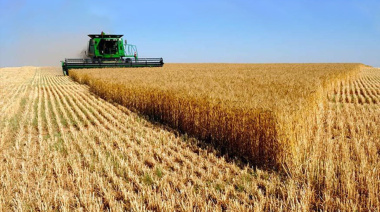 Radiografía del trigo argentino: origen, rutas logísticas y nuevas tendencias comerciales