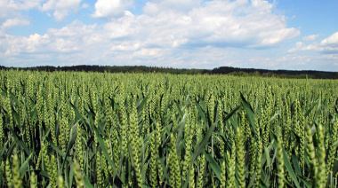 Lanzamiento de CRONOGEN-Trigo: la herramienta digital de FAUBA e INTA para optimizar el cultivo