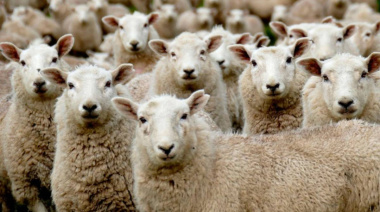 Sarna ovina: SENASA declara la alerta sanitaria en Chubut