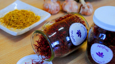 Chubut lidera el cultivo de azafrán más austral del mundo