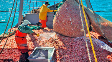 Proyección optimista: langostino asegura perspectivas positivas para las exportaciones pesqueras argentinas
