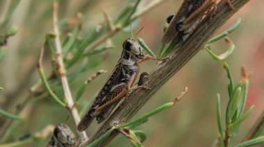 Se extiende la plaga de tucuras en la Patagonia, y Neuquén suma una nueva variedad