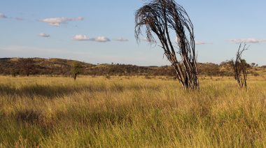 El INTA San Luis analiza uso de buffel grass para recuperar zonas degradadas y potenciar la ganadería