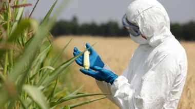 Argentina alcanza un récord histórico en la aprobación de OGM