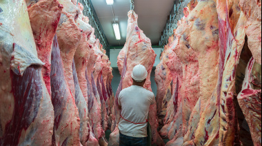 Contracción en la industria frigorífica: La faena vacuna cayó un 9,2% y los precios de la hacienda tocaron máximos históricos