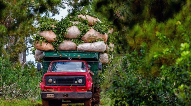 Yerba mate misionera llega a la Unión Europea mediante el sistema de carga consolidada