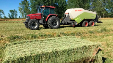 Alfalfa premium: el plan estratégico para industrializar el forraje y desvincularlo del clima