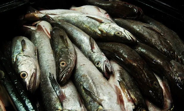 Merluza común: el volumen de captura se mantiene estable pero la rentabilidad desaparece