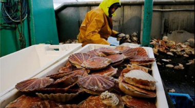 El CFP suspendió la exigencia de explotación mínima de vieira en la Unidad de Manejo G