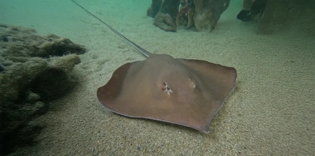 Cupos 2026: fijan límites de captura para las rayas de altura en la Zona Común de Pesca