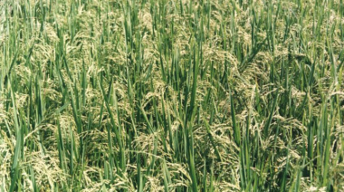 Las exportaciones agroindustriales alcanzaron su mayor volumen en una década