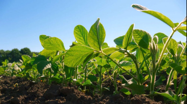 Soja 2025/26: La demanda sostiene los valores y diluye el impacto impositivo en la próxima campaña