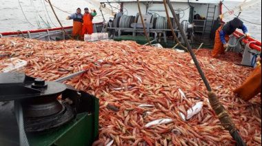 Langostino en Chubut: La flota retomó con capturas de calidad