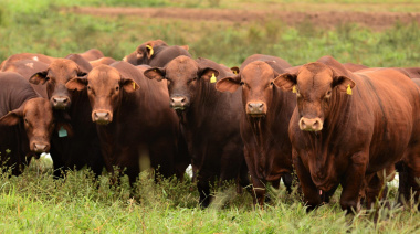 Brangus lanza un programa con inteligencia artificial para medir la calidad de su carne