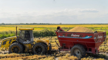 Santa Fe potencia su arroz con la multiplicación de la semilla Aldebarán