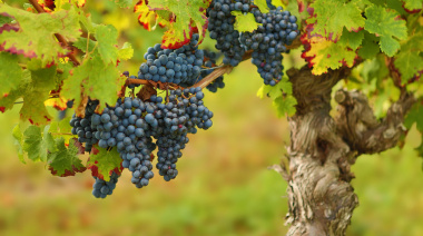 El INTA apuesta a las uvas criollas para nuevos vinos