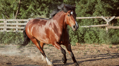 Argentina se posiciona con la exportación de equinos de alto valor