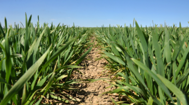 El primer reporte mensual del USDA 2026 sorprende al mercado con proyecciones de oferta más amplias para maíz, trigo y soja