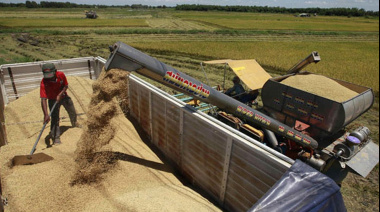 Aceite de soja: China cambia de rol y emerge como competidor directo de Argentina y Brasil en Asia