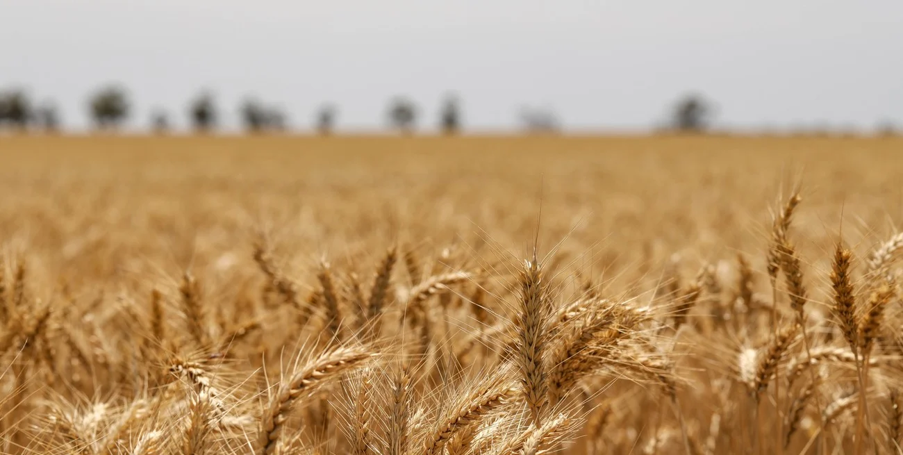 Trigo argentino: precio estable pero sin señales de alza internacional