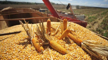 El maíz argentino proyecta una producción récord en la campaña 2025/26