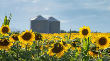 Girasol: la cosecha norteña avanza sin presionar los precios y el cultivo se perfila como protagonista del ciclo 2025/26