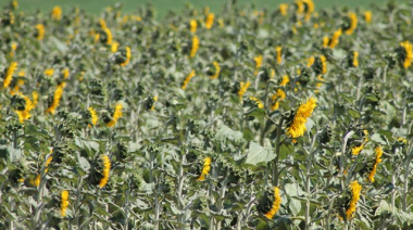 Oferta y uso regional de girasol 2025/26: la Bolsa de Comercio de Rosario proyecta mayor producción y aumento del procesamiento