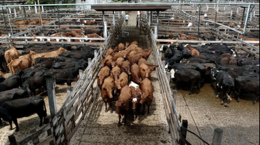 Importaciones de carne bovina condicionadas por la definición de cuotas