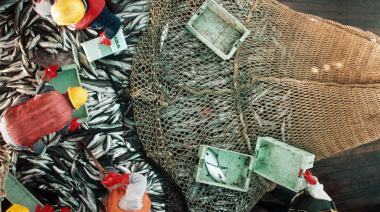 Se inicia la prospección de merluza en aguas provinciales frente a Camarones tras más de 20 años