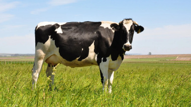 Exportaciones del sector lechero argentino fueron las más altas de los últimos 12 años