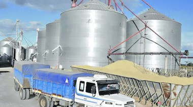 Molinos harineros advierten sobre una crisis de calidad de Trigo de alcance Nacional