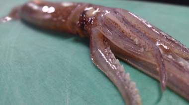 Nueva campaña de evaluación del calamar argentino