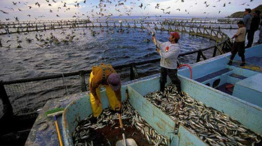 Brasil mantiene la estabilidad en sus exportaciones piscícolas pese a las barreras comerciales