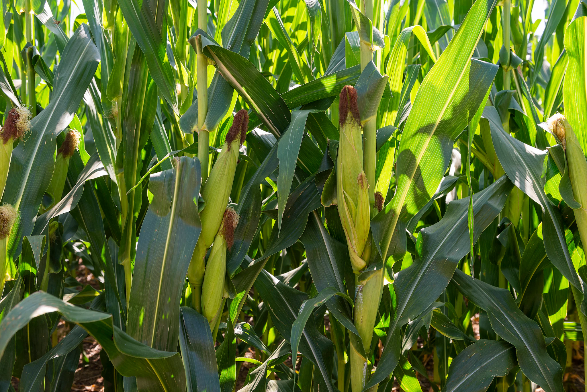 Finalizó la siembra de maíz 2025/26 con un aumento del área y fuerte heterogeneidad en los cultivos