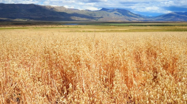 Santa Cruz concretó en El Calafate su primera cosecha de trigo y marcó un hito productivo en la Patagonia