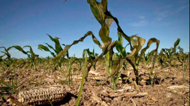 La sequía recortaría casi US$ 3.500 millones en exportaciones por menores cosechas de soja y maíz