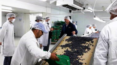 Entre Ríos exportó más de 4.200 toneladas de arándanos certificados durante 2025