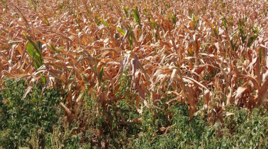 Desde Formosa, la primera soja de la campaña 2025/26 llegó a la Bolsa de Comercio de Rosario