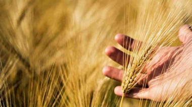 Argentina exportó 3,8 millones de toneladas de cebada en 2025 y consolidó un complejo en expansión
