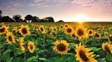 Rindes históricos empujan al girasol mientras la falta de agua recorta la proyección de maíz