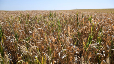 La BCR informó un deterioro en la condición de la soja de primera en la región núcleo