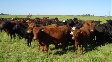 La Bolsa de Comercio de Rosario detectó cambios estructurales en la invernada y el engorde bovino