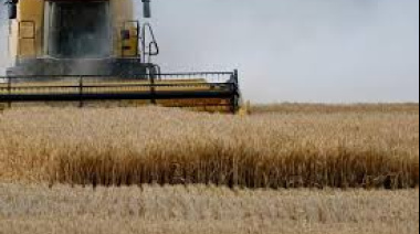 El trigo argentino alcanza una producción récord de 27,7 millones de toneladas y proyecta exportaciones por 17 Mt