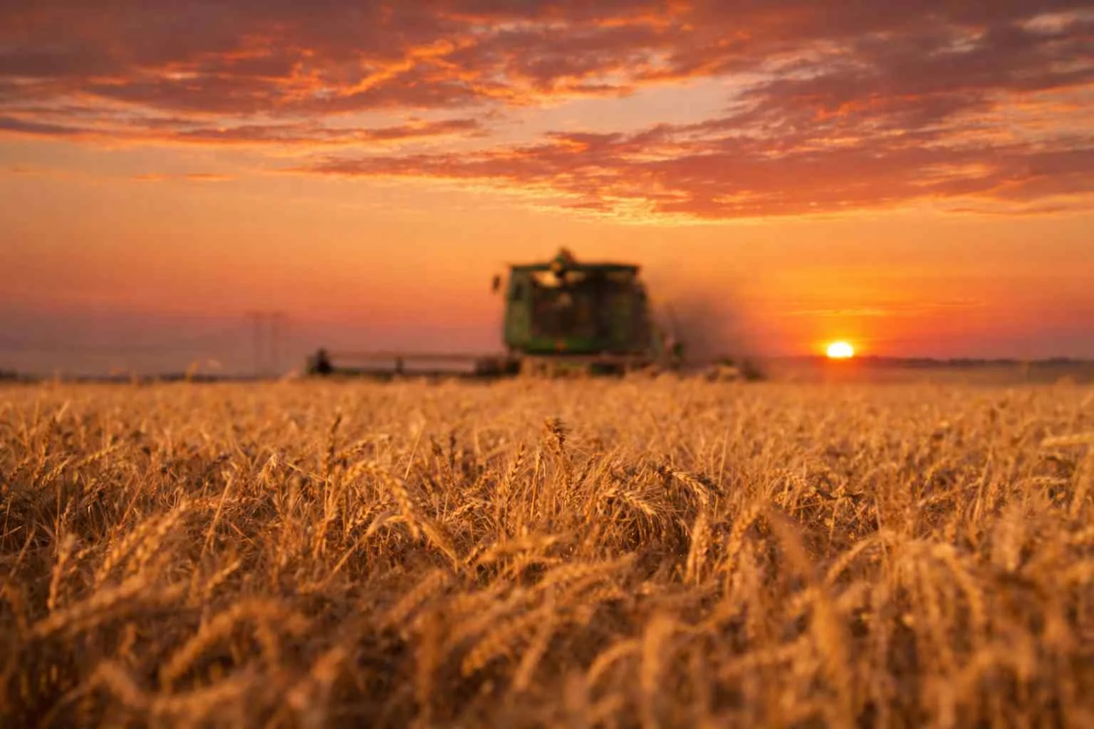 Argentina exportó casi 10 millones de toneladas de trigo en la campaña 2025/26