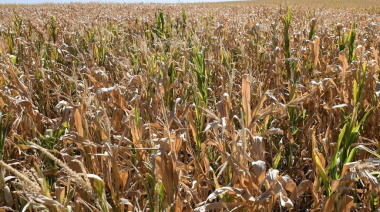 Quiebre hídrico en la Región Núcleo: 64 mm promedio semanal y severos daños por granizo