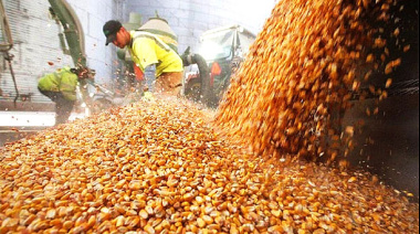 El maíz lideró la operatoria en Rosario con bajas en el disponible y estabilidad en posiciones diferidas